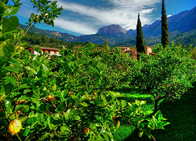 Tomeu Muntaner, jardinería, frutales en Mallorca