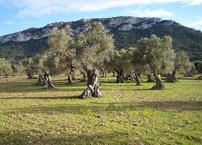 Tomeu Muntaner, jardinería, olivos en Mallorca